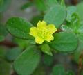 common purslane، verdolaga، pigweed، little hogweed، pursley، ،moss rose، بقله الحمقا، بوخله، فرفین،